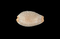 藏品(鯊皮寶螺)的圖片